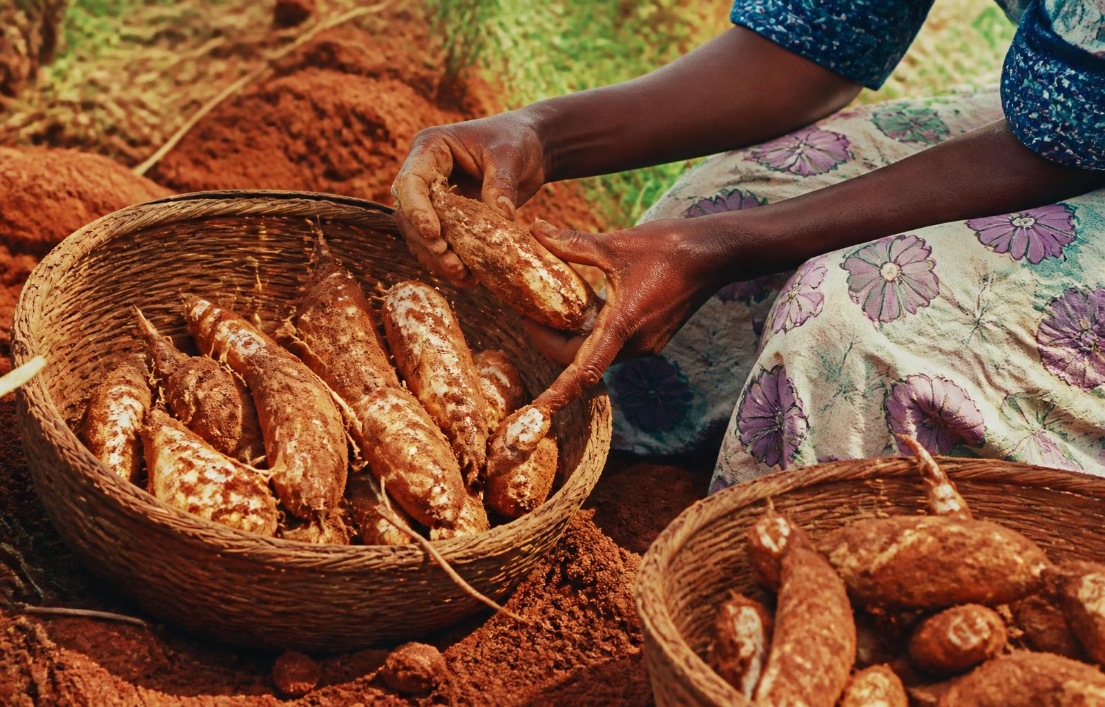 Freshly harvested cassava tubers being sorted into woven baskets